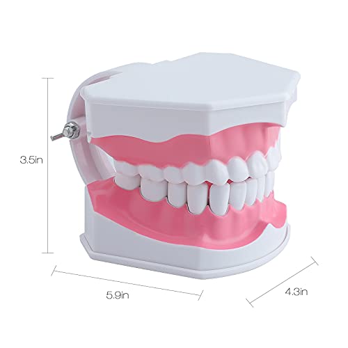 Lvchen 2 пати модел на заби со четка за заби - модел на заби на големи заби Детска студија за учење на стоматолози за четкање модел на заби