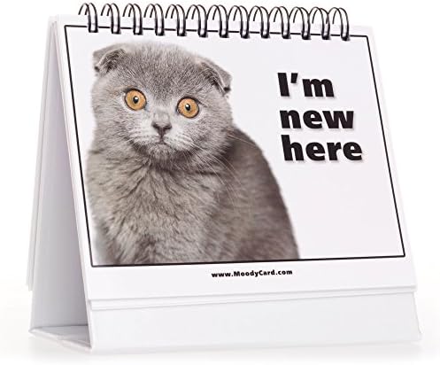 Канцелариски подарок за loversубители на мачки - Moodycards! Направете ги сите да се смеат со овие симпатични и смешни мачки меми