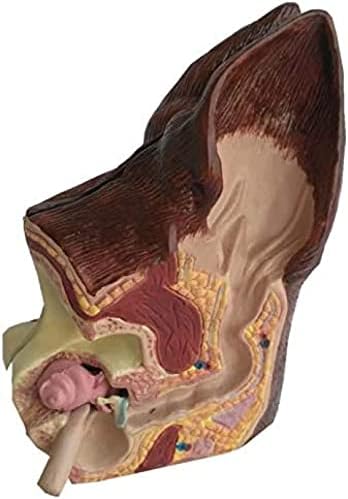 Модел На Кучешко Уво Ленфун, Анатомски Модел На Уво На Кучешко Уво Структура, Анатомија На Уво На Кучиња 2 Едностран Модел За Ветеринарна