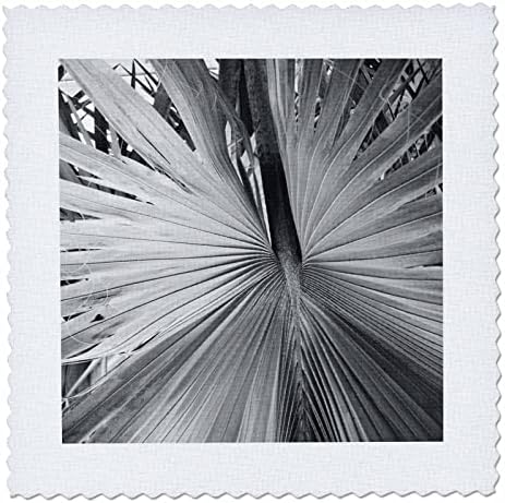 3дроза Слика На Црно-Бела Палма Растение Затворање Фото-Ватенка Квадрати