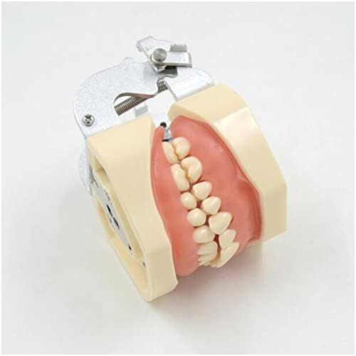 Модел на заби KH66ZKY, отстранлив модел на заби од 28 парчиња, забен стандарден модел на заби за заби за уста за учење настава за студирање