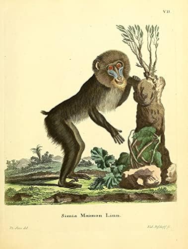 Мандрил Примат Мајмун Гроздобер Диви животни училници канцеларија декор Зоологија Античка илустрација Постер за печатење на