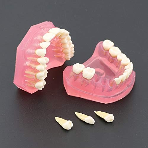 Денталошки стандарден модел на Охајас со отстранливи заби за заби, Научете модел на заби