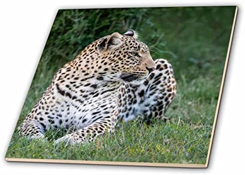 3дроза Африка, Кенија, Националниот Резерват Масаи Мара. Одмор леопард. - Плочки