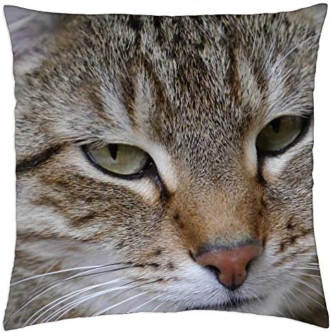 Lesgaulest фрлање перница за перници - мачки скуша тигар мачка домашна мачка миленичиња мачки очи