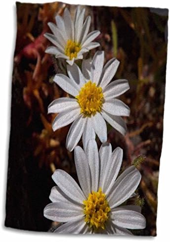 3дроза Данита Делимонт-Цвеќиња-Калифорнија-Пустинска Ѕвезда Диви Цвеќиња. - Крпи