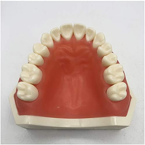 KH66ZKY Горна и Долна вилица за заби модел Анатомија Типодонт Образовен модел со отстранливи заби за настава и студија