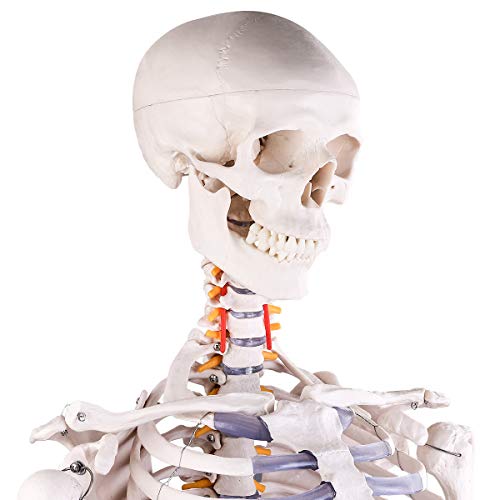 Човечки скелет модел за медицинска студија, 70,8 Медицински анатомски скелет со големина на живот, вклучувајќи прилагодлив штанд за