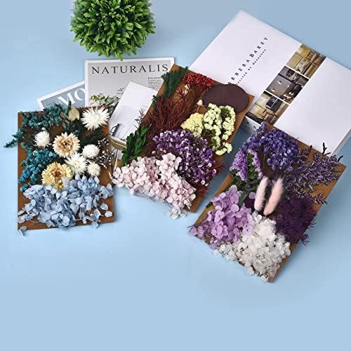 Даларан 6 пакет вистински сушени притиснати цвеќиња од лисја-највисоко разнобојни цвеќиња маргаритки хидрангас за занаетчиски смола накит правејќи