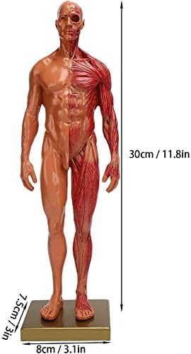 Еркто 30 см машка смола Човечка анатомска анатомија череп глава модел на тело уметност Анатомска фигура на мускулна коска модел Медицински