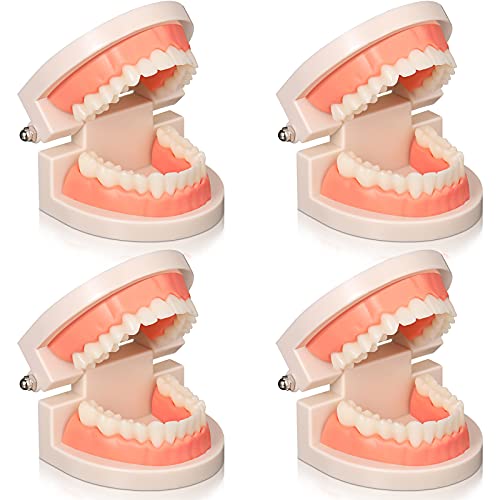 4 Парчиња Стандарден Модел На Заби Пластични Заби Модел На Уста За Возрасни, Модел На Стоматолошка Демонстрација Студија За Стоматолошка