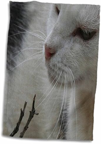 3DROSE The Whisker Trail - црно -бела мачка, мачка, мачки, симпатично, домашно милениче, милениче. - крпи