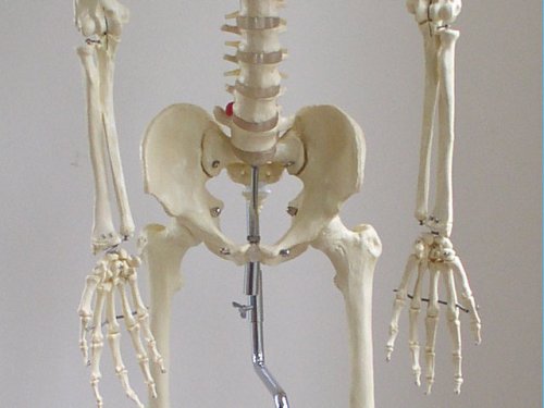 Модел на човечки Скелет-Верзија На Живот Со Флексибилна ' Рбетна Колона