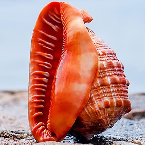 JQaqju Conch Shell 5 -5,5 Големи школки за школки природни за приказ колекционерски фигурини риба резервоар свадба декор за плажа Тема