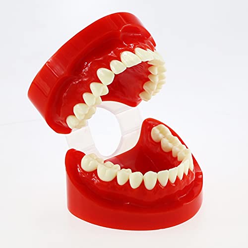 Seujjro разнобојни типови стоматолошки модел Отстранлив заби Имплантација Ортодонтски настава што студира демо модели за студентско училиште за стоматолози