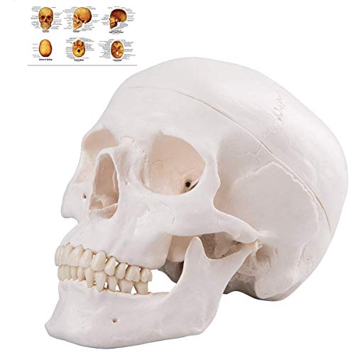 Анатомски модел на човечки череп Еуддо, Анатомски модел на животна големина на живот, возрасна човечка анатомија, модел на глава со отстранлив капа на черепот и арт