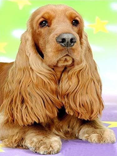QGHZSCS боја по броеви дигитално сликарство DIY британско кутре кутре кутре со слика А1