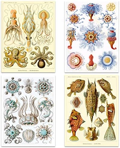 Ернст Хекел Кунстформен дер Натура плочи Природа Гроздобер разни морски животни биологија Уметнички постер за печатење дома декор Премиум пакет