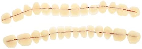 Baluue Dental Model Dental Training Models Материјал 1 Постави универзални заби 3Д модел Дентолошки студии модели Модел на заби за стоматолошки студенти смола заби модел на човечки за