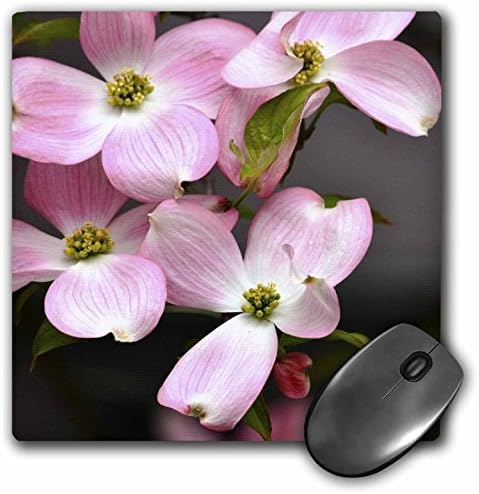 3дроза Розова Дренка Цвеќиња, Пролет Фотографија Глувчето Рампа