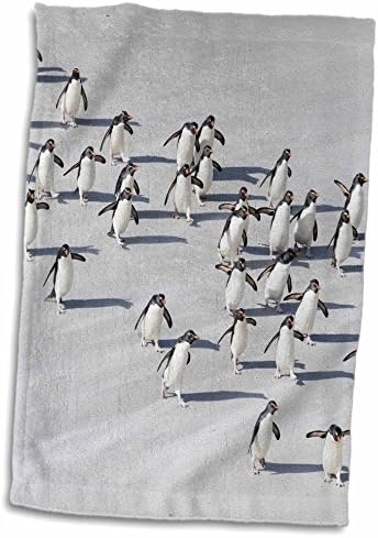 3дроза Воздух Од Рокхопер Пингвини Кои Ја Преминуваат Влажната Плажа, Антарктикот-Крпи