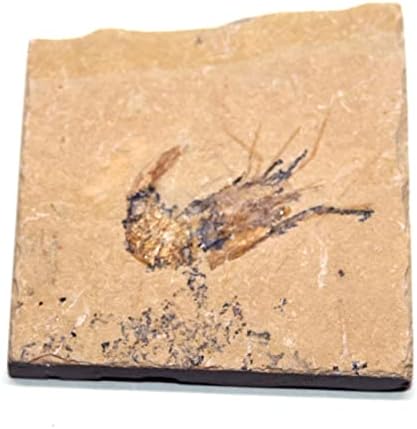 Carpopenaeus оригинални фосилни ракчиња од ракчиња 95 myo 6o #17514