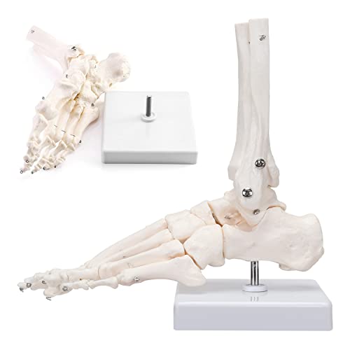 Ронтен модел на скелетни стапала, модел со големина на живот, кој ги покажува фибулата, тибија, тарсус, метатарзал и фаланги