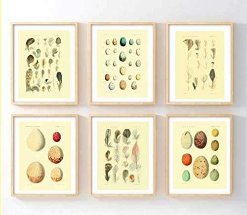 Ink Inc. Гроздобер јајце и пердуви отпечатоци на научна илустрација сет од 6 5x7 инчи Нефрамен wallидна уметност