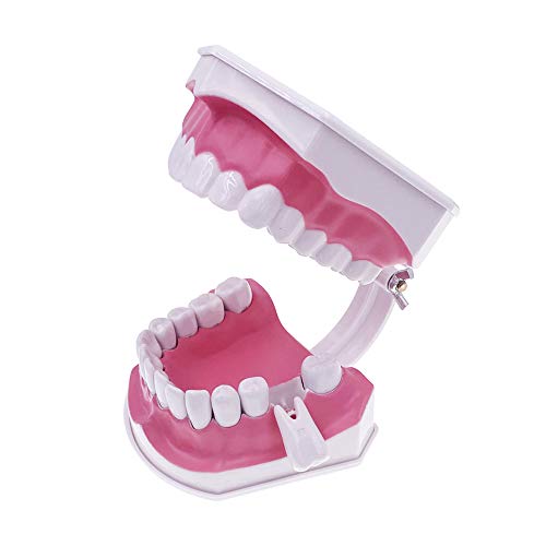 Зголемување на Jiukcare 2x модел на заби и четка за заби со отстранлив заб за учење на заби, едукативни и демонстрации