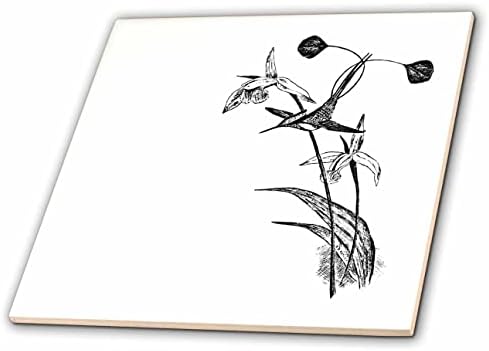 3дроза Гроздобер Бел Подигнат Рекет Опашка Колибри Црно-Бела Уметност Печатење-Плочки