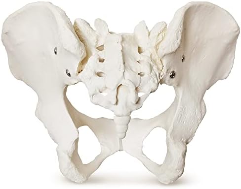 2023 Нов модел на женски карлица, модел на женски карличен скелет, анатомија Медицински модел за научно образование, проучување на анатомските карактеристики