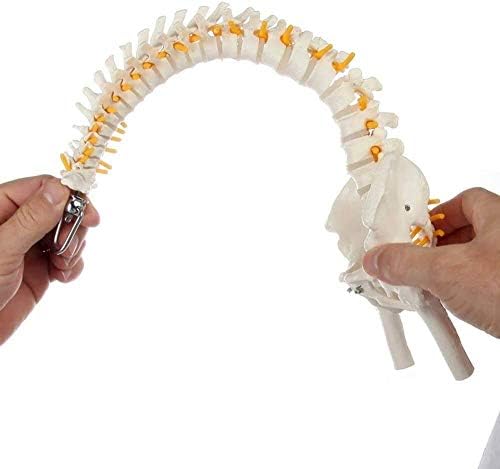 Наставен модел на RRGJ, анатомски модел 'рбетниот модел со карлицата, вклучително и сточна рамка за настава за настава за скелетни
