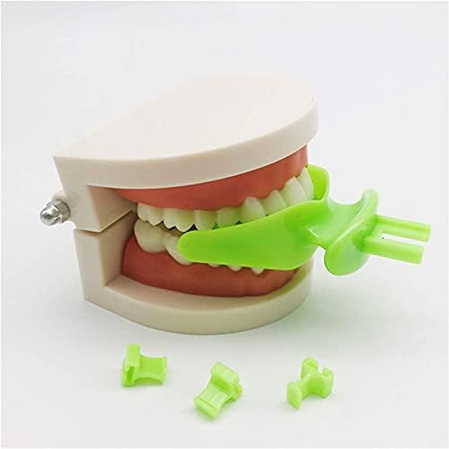 Kuuy Dental Oral Meanian Spead Spoy, модел Ортодонтска послужавник, стандардна студија наставна стоматолошки модел
