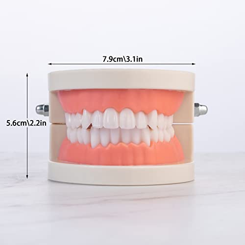Модел на заби, Премиум стоматолошки возрасни стандарден модел на заби за уста за стоматолози, деца практикуваат настава за студирање