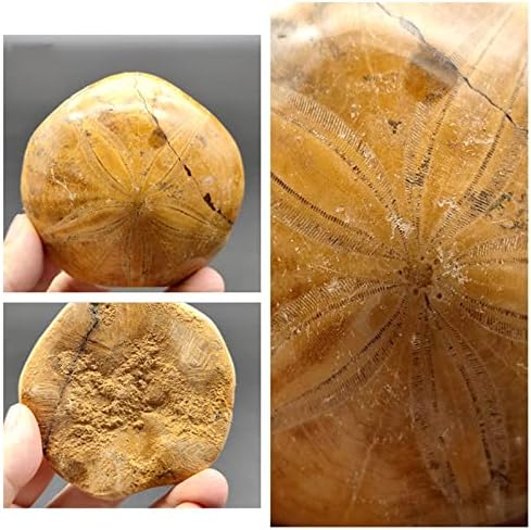 KH66ZKY природни морски ежови фосили, морска starвезда ехинодерми палеонтолошки фосили за наука за наука