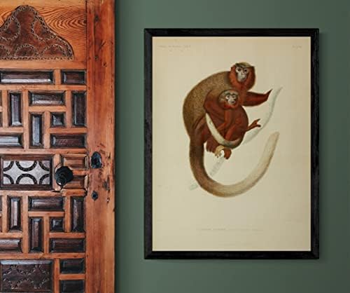 Црвен затрупан Дуски Тити Примат Мајмун Гроздобер Дивиот свет во канцеларија Декор Зоологија Античка илустрација Постер за печатење
