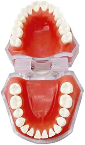 Модел на заби за заби KH66ZKY - Модел на заби за заби - со меки непца за учење по медицина, студенти по медицина