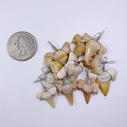 Оригинална жица за заби од фосилни ајкули завиткана за приврзоци Масовно 12 пакет