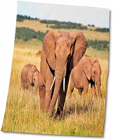 3drose слонови стадо шетајќи во ливада од животински слон - крпи