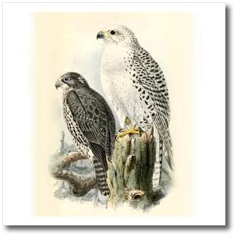 3drose White Gyrfalcon Gyr Falcon Birds of Prey Vintage Art. - Ironелезо на трансфери на топлина