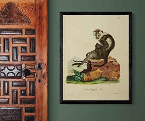 Бел очен капак Мангабеј Примат Мајмун гроздобер диви животни училници канцеларија декор Зоологија Античка илустрација ликовна постер за печатење - 12х16 “ - врамен ?