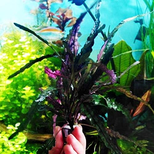 Mainam Hemigraphis Егзотика пакет Виолетова терариум растенија полу -водни куќи