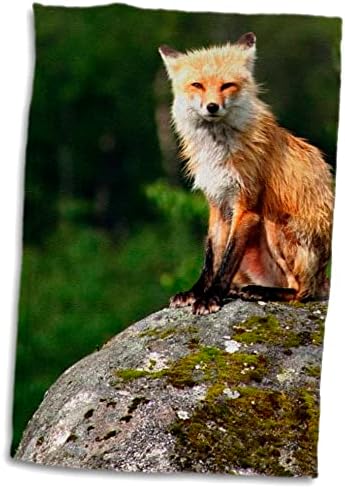 3drose tdswhite - Различна фотографија - Црвена лисица што седи на карпи - крпи