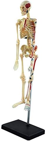 Lumecube 85cm Човечки скелет Анатомски модел насликан и нумерирани точки на вметнување на мускули и потекло Погодни за медицински