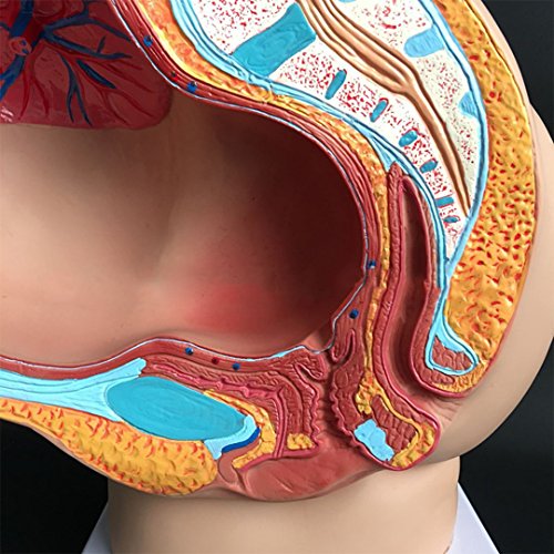 Човечки женски карличен дел бременост Анатомски модел девет месеци бебе фетус модел со големина на живот со отстранливи органи 4 делови