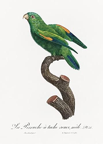 Мериголд Лорикет, Трихоглос Капистрат, машки - 1800 -ти - Франсоа Леваилант - Магнет за илустрација на птици