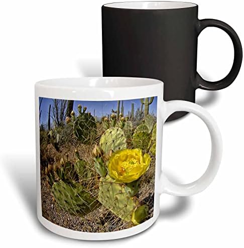 3drose кактус со жолт цвет на Националниот парк Источен Сагуаро во керамичка кригла во Аризона, 11 мл
