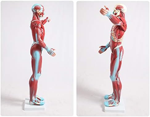 Fhuili Torso Anatomical Model - Модел на анатомија на човечки мускули со одвојлив 27 делови - Медицински анатомски модел на торзо - за помош за медицинска едукација