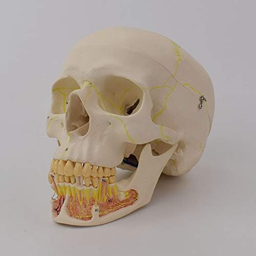 Анатомски модел на човечки череп, модел на череп за возрасни со крвни садови и нерви на коренот на забите, отстранлив капа на черепот и артикулиран мандибул, означе?