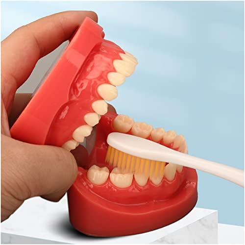 Модел на заби од лимита типодонт со дамка од заби, симулација орални заби заби модел на демонстрација на заби, за приказ на демонстрација на